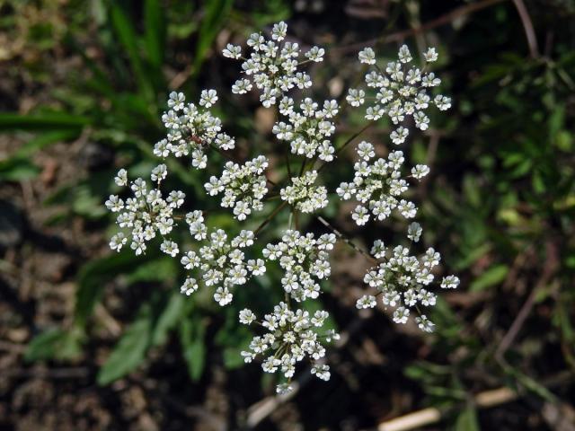 Krabilice mámivá (Chaerophyllum temulum L.)