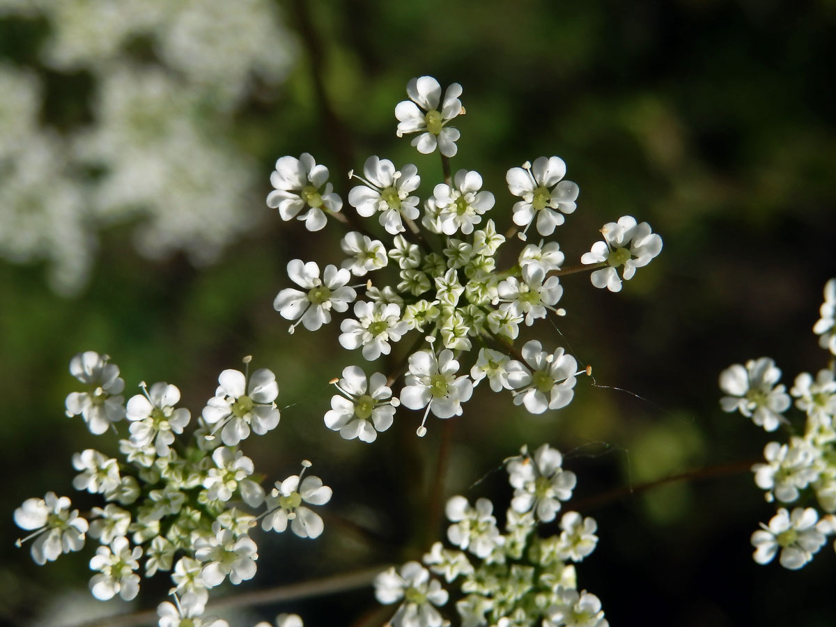 Krabilice mámivá (Chaerophyllum temulum L.)