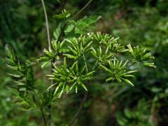 Krabilice mámivá (Chaerophyllum temulum L.)