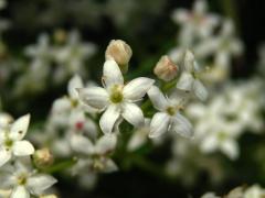 Svízel hercynský (Galium saxatile L.), pětičetný květ (3)