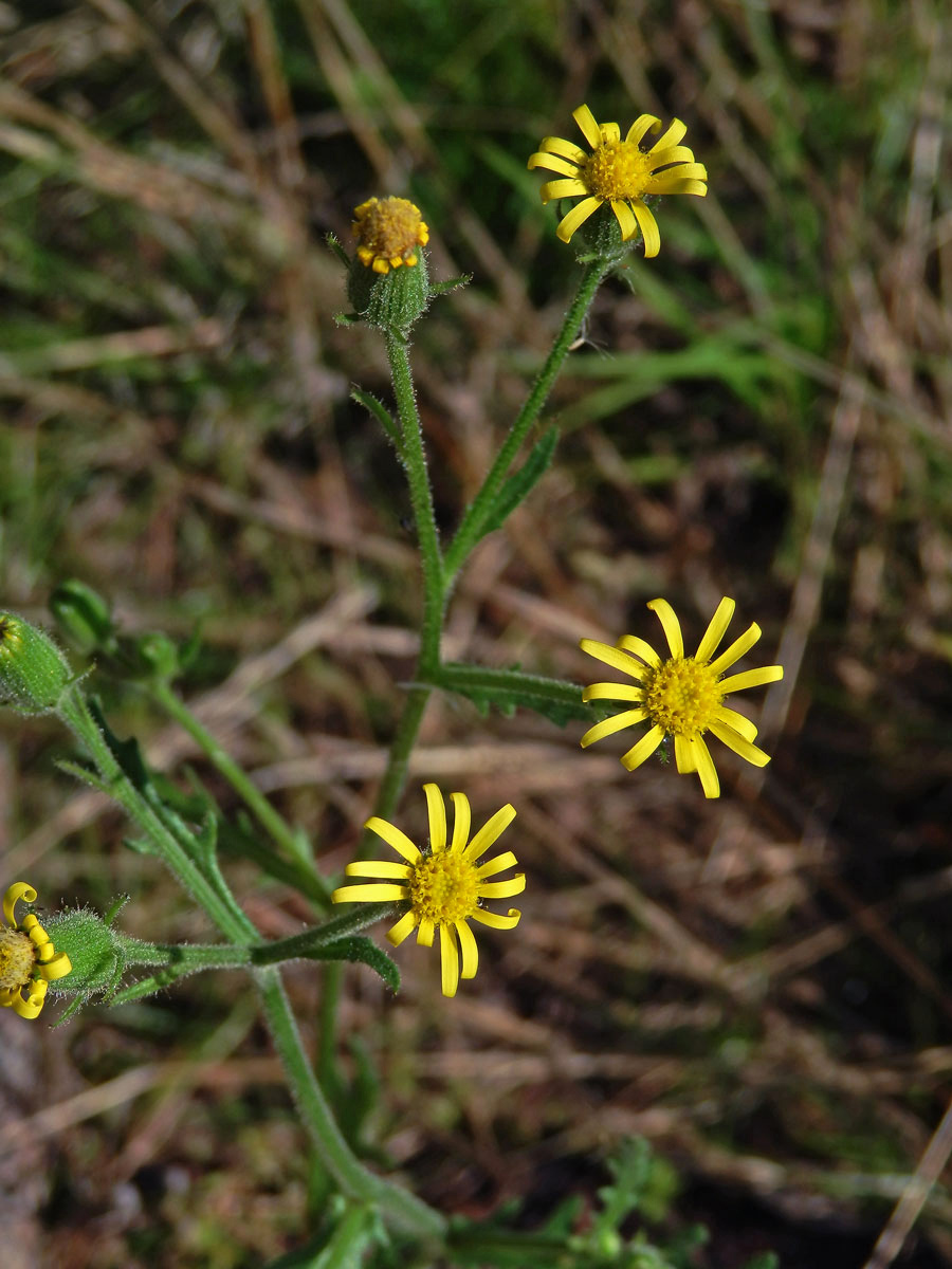 Starček lepkavý (Senecio viscosus L.)