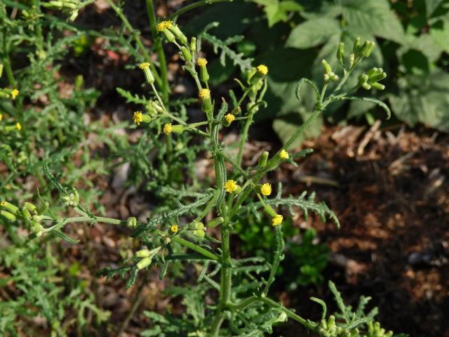 Starček lepkavý (Senecio viscosus L.)