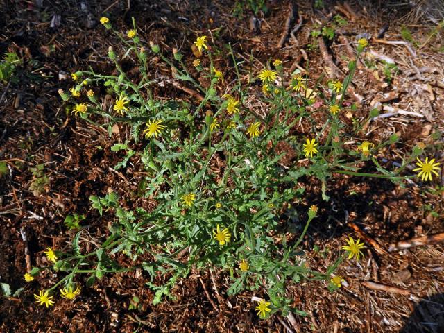 Starček lepkavý (Senecio viscosus L.)