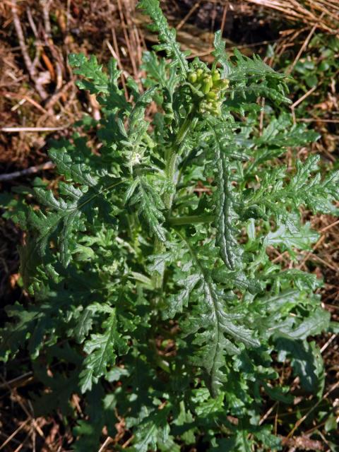 Starček lepkavý (Senecio viscosus L.)