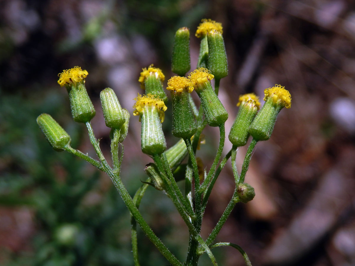 Starček lepkavý (Senecio viscosus L.)