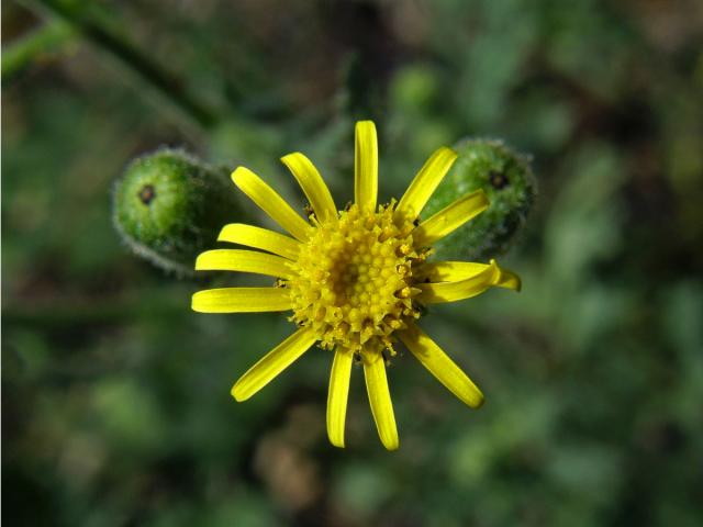 Starček lepkavý (Senecio viscosus L.)