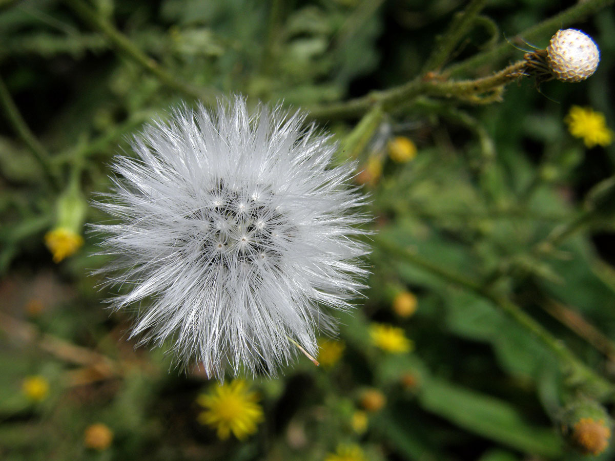 Starček lepkavý (Senecio viscosus L.)