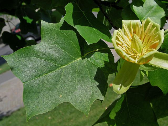 Liliovník tulipánokvětý (Liliodendron tulipifera L.)