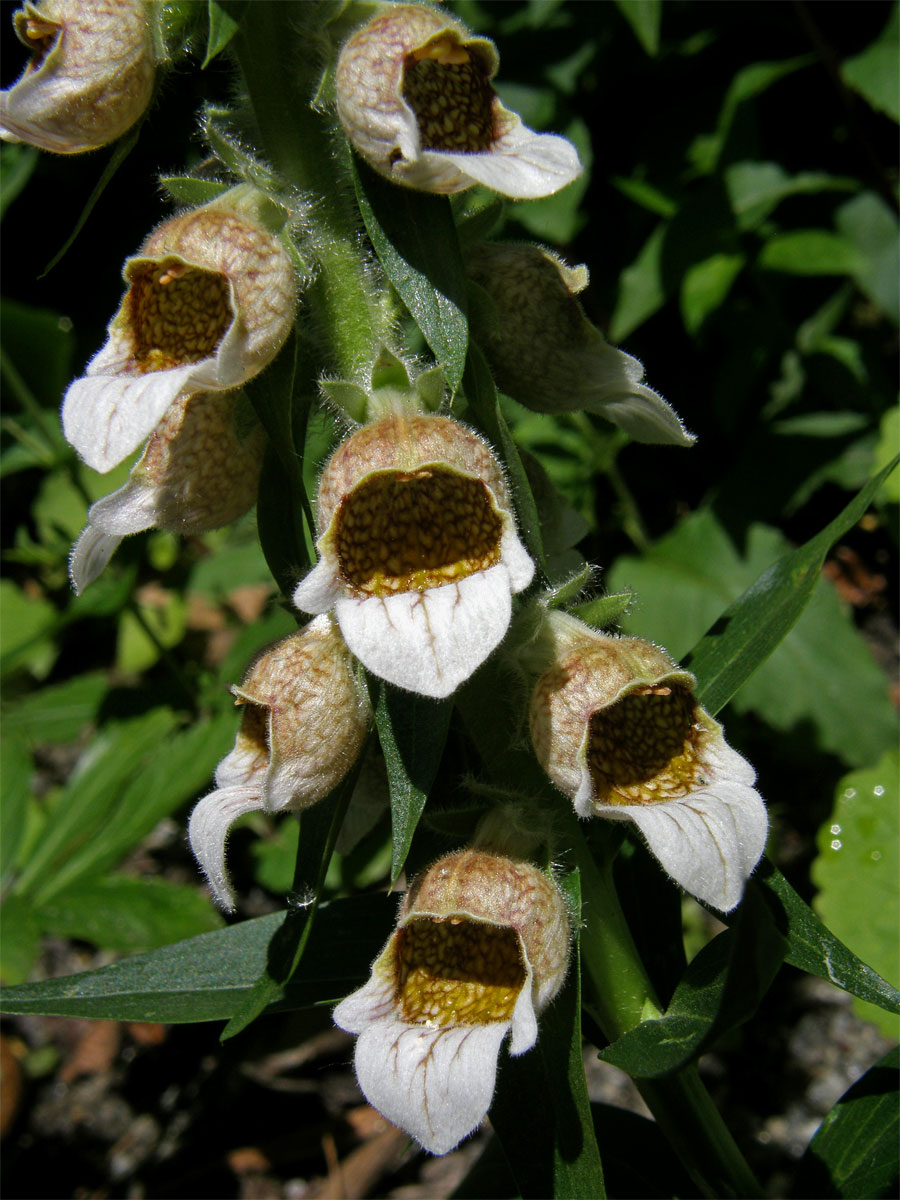 Náprstník vlnatý (Digitalis lanata Ehrh.)