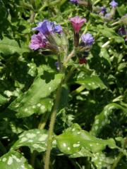 Plicník skvrnitý (Pulmonaria saccharata Mill.)