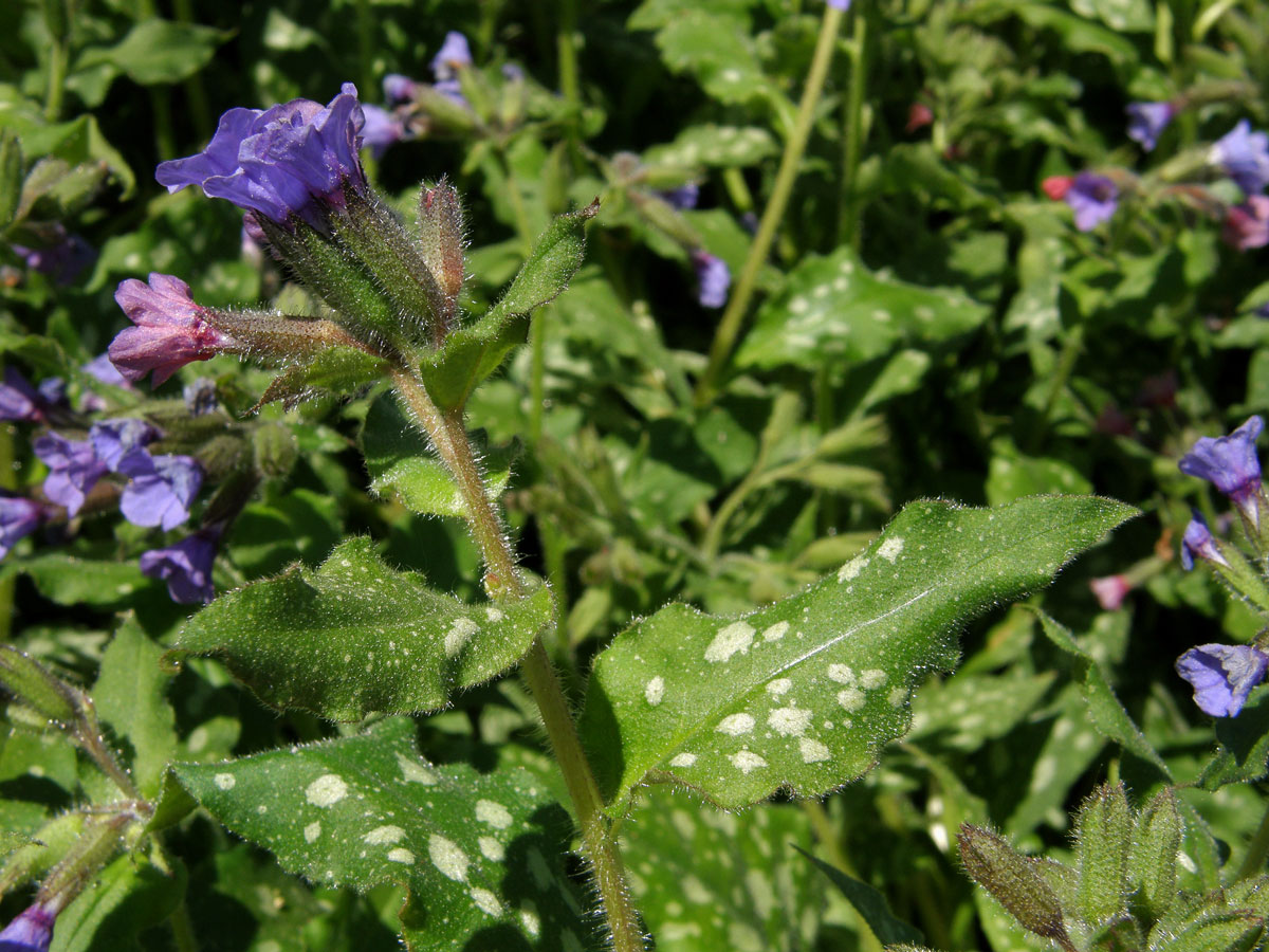 Plicník skvrnitý (Pulmonaria saccharata Mill.)