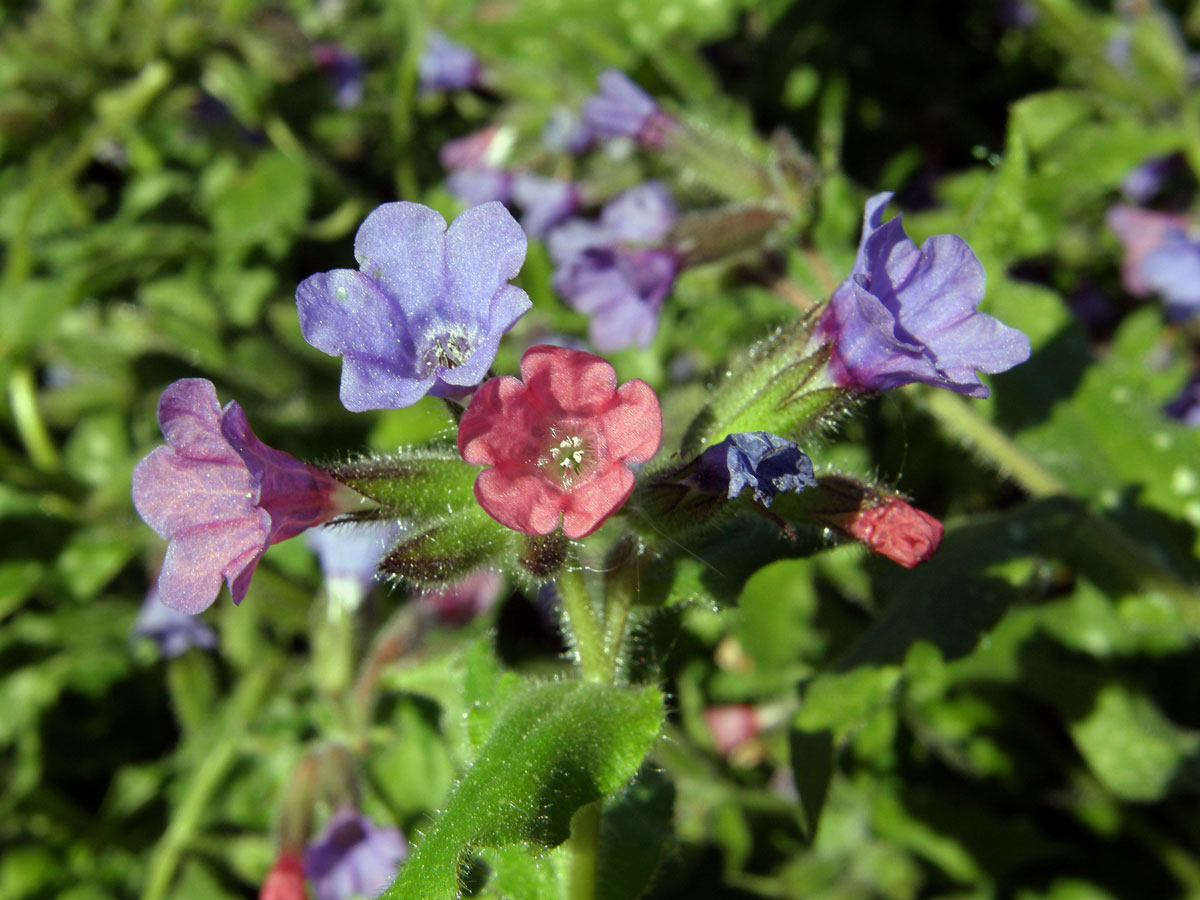 Plicník skvrnitý (Pulmonaria saccharata Mill.)