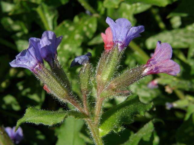 Plicník skvrnitý (Pulmonaria saccharata Mill.)