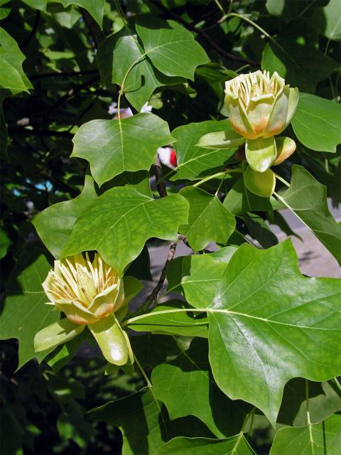 Liliovník tulipánokvětý (Liliodendron tulipifera L.)