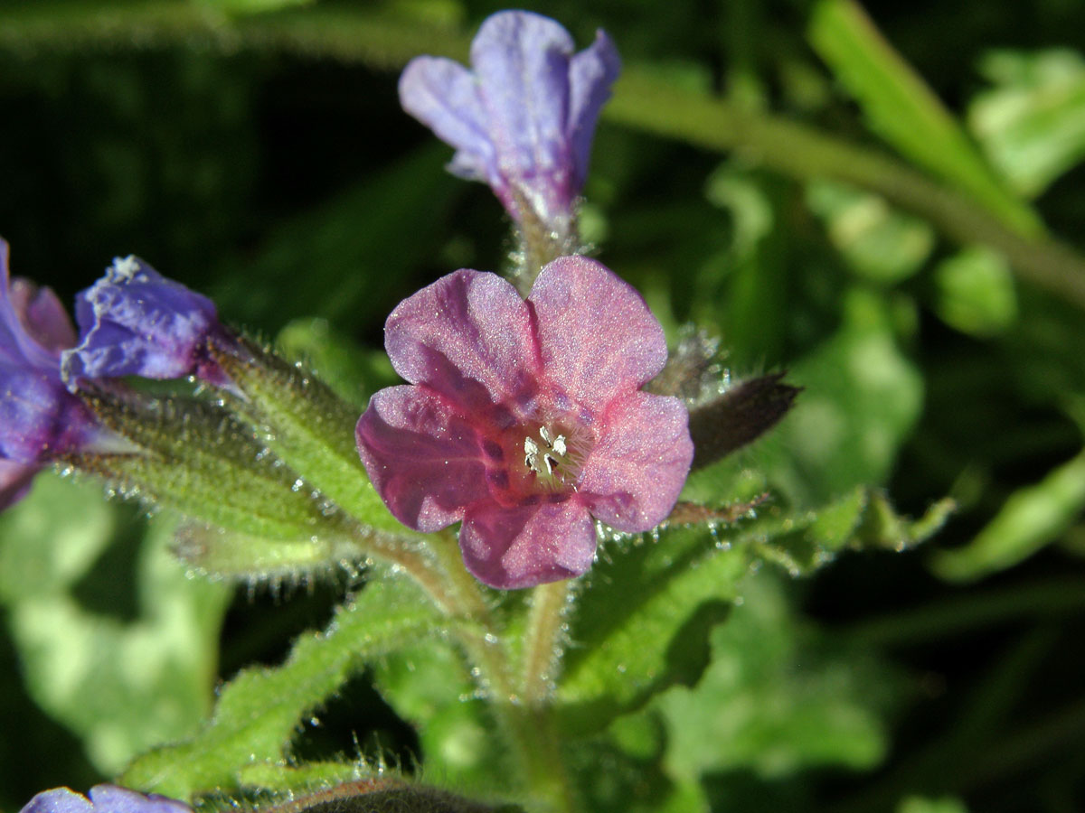 Plicník skvrnitý (Pulmonaria saccharata Mill.)