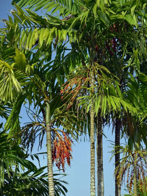 Ptychosperma macarthurii (H. Wendl. ex anon.) H. Wendl. ex Hook. f.