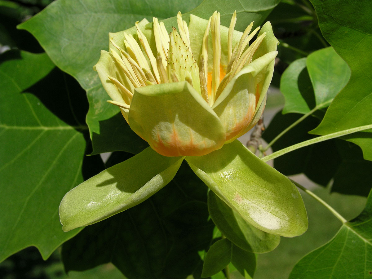 Liliovník tulipánokvětý (Liliodendron tulipifera L.)