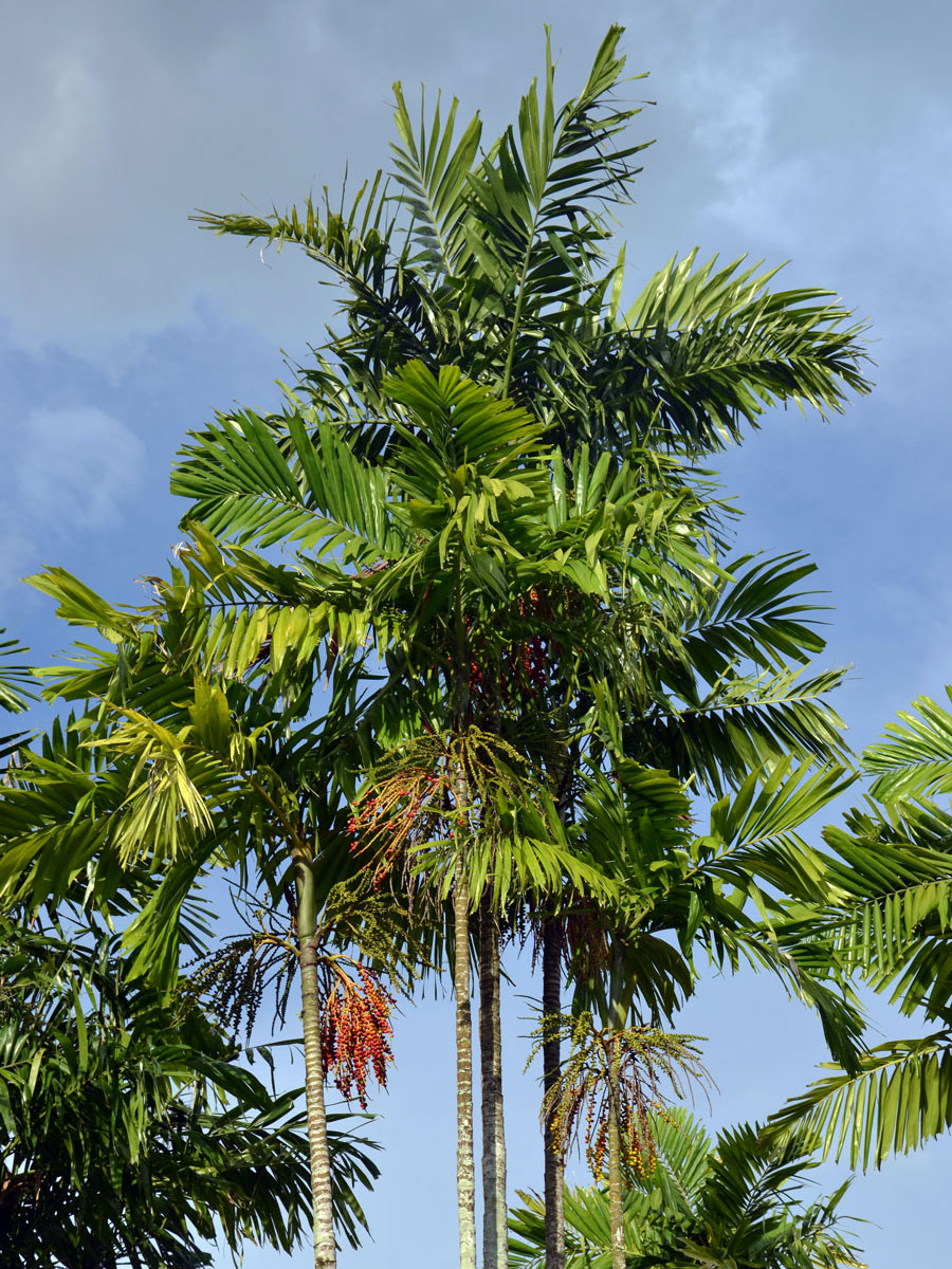 Ptychosperma macarthurii (H. Wendl. ex anon.) H. Wendl. ex Hook. f.