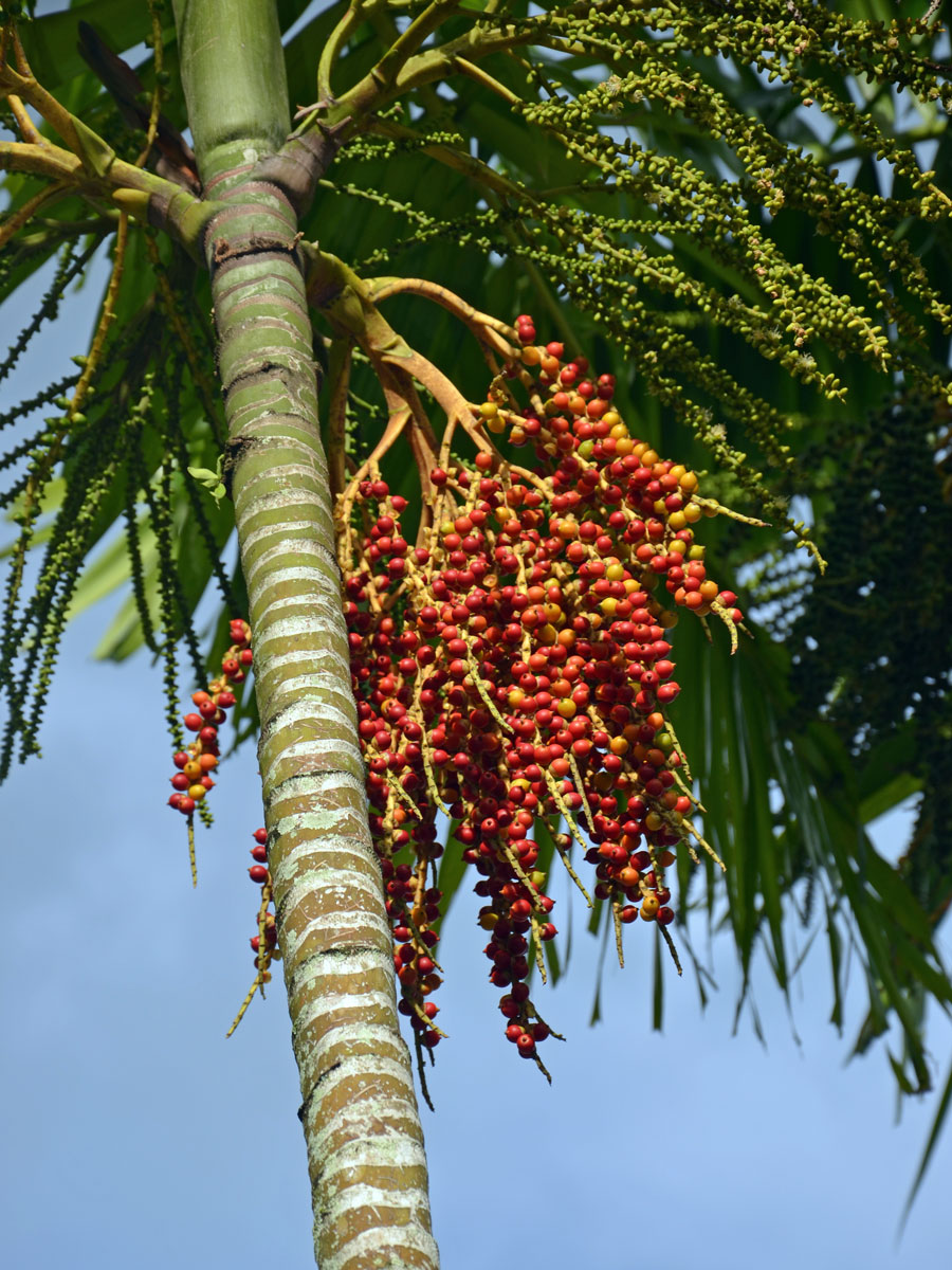 Ptychosperma macarthurii (H. Wendl. ex anon.) H. Wendl. ex Hook. f.