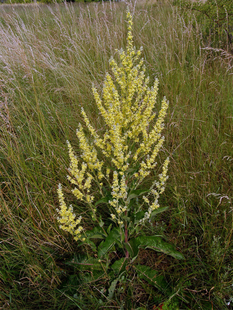 Divizna knotovkovitá pravá (Verbascum lychnitis subsp. lychnitis)