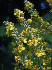 Divizna knotovkovitá pravá (Verbascum lychnitis subsp. lychnitis)