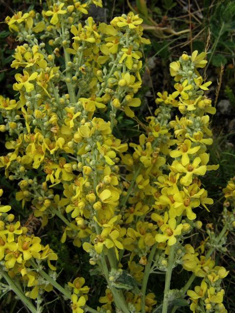 Divizna knotovkovitá pravá (Verbascum lychnitis subsp. lychnitis)