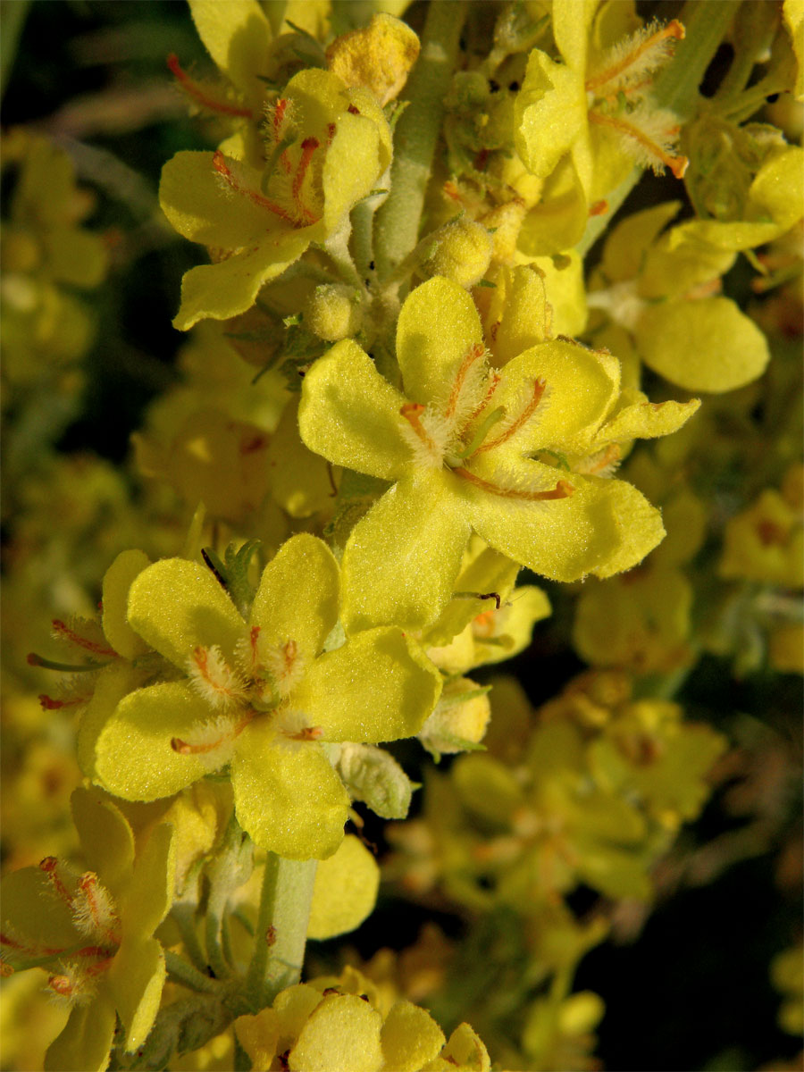 Divizna knotovkovitá pravá (Verbascum lychnitis subsp. lychnitis)