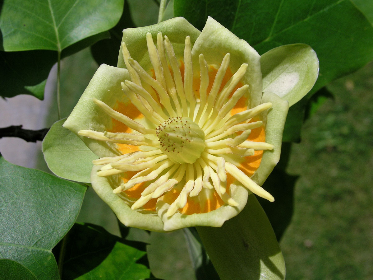 Liliovník tulipánokvětý (Liliodendron tulipifera L.)