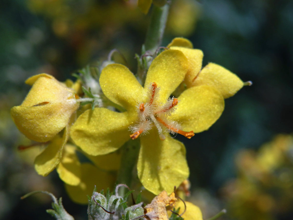 Divizna knotovkovitá pravá (Verbascum lychnitis subsp. lychnitis)