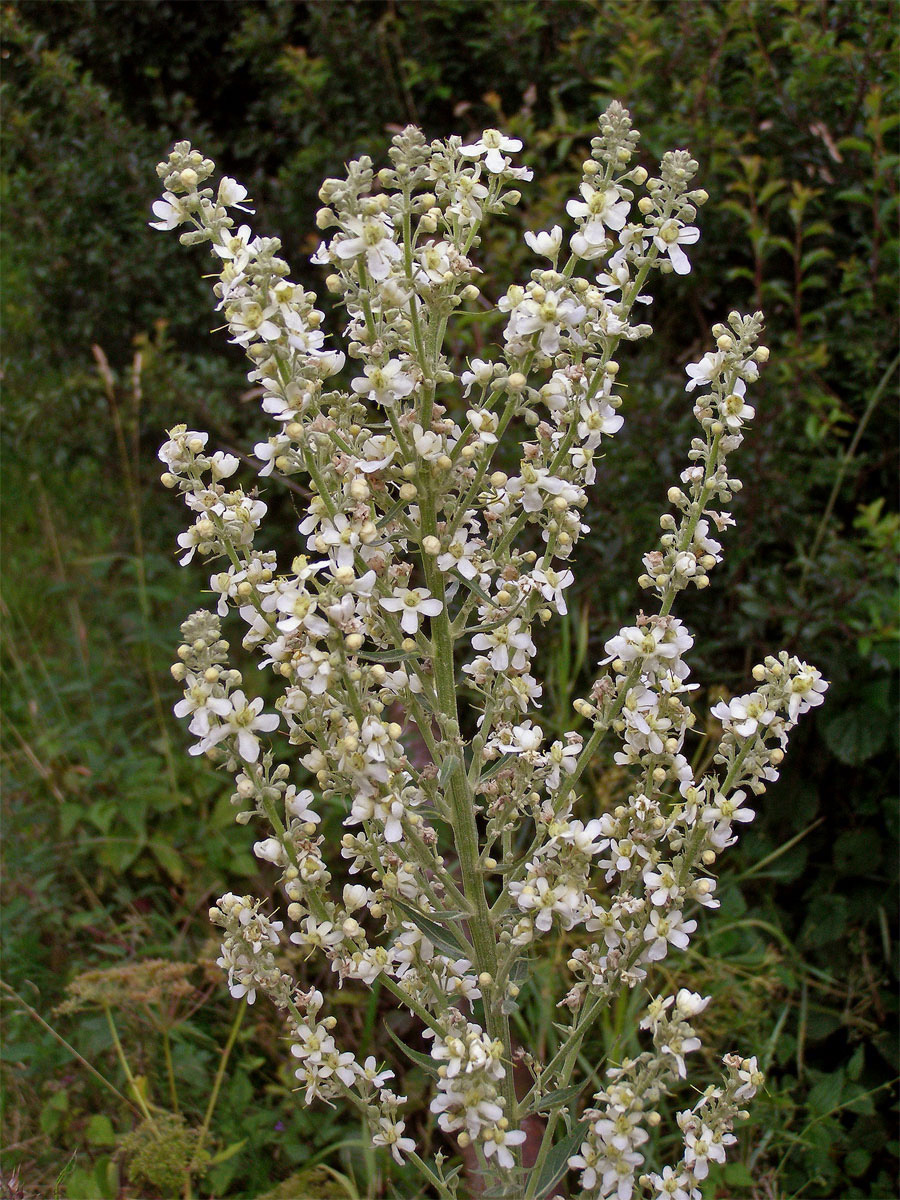 Divizna knotovkovitá bělokvětá (Verbascum lychnitis subsp. moenchii C. F. Schultz)