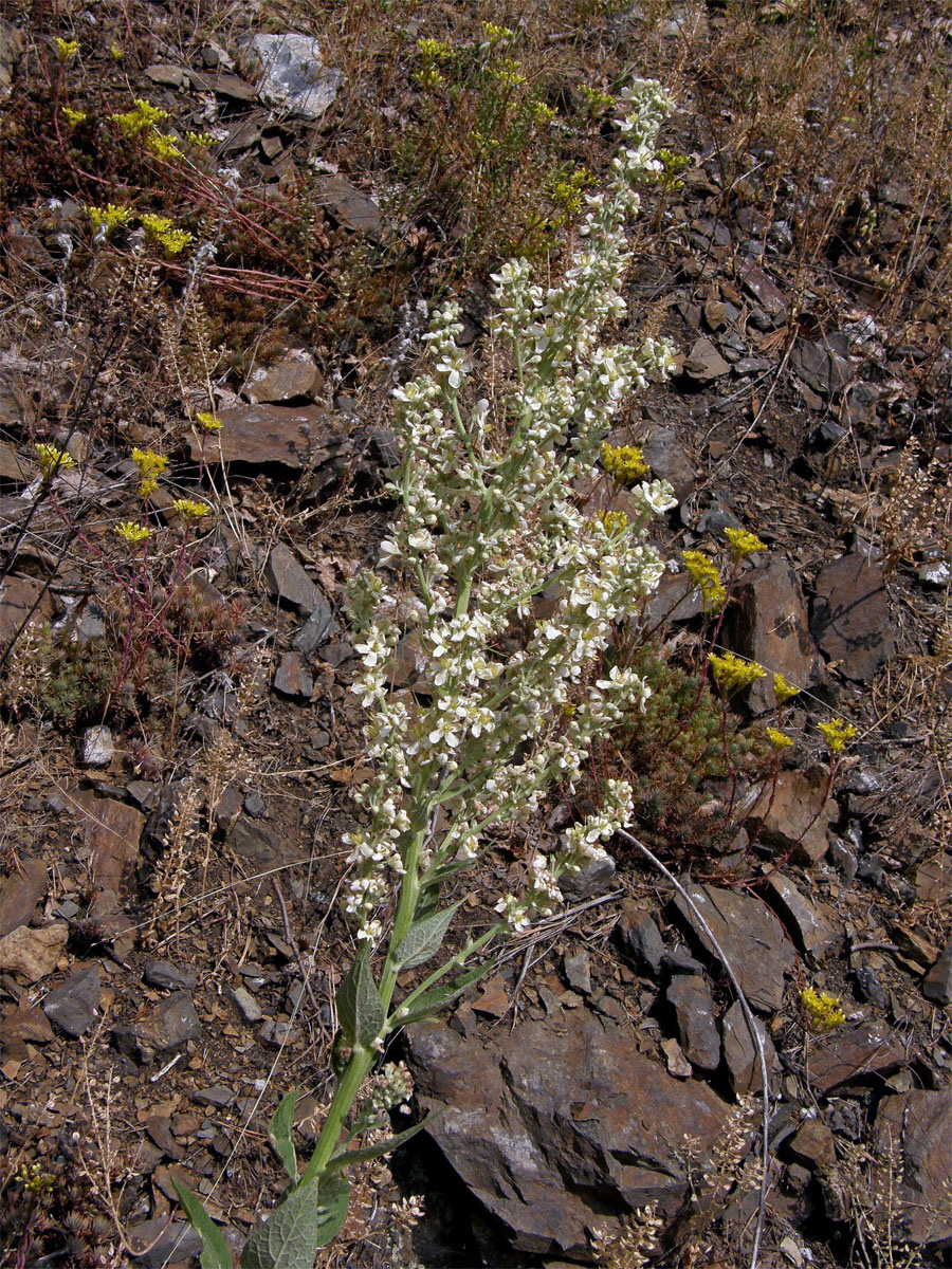 Divizna knotovkovitá bělokvětá (Verbascum lychnitis subsp. moenchii C. F. Schultz)