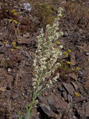 Divizna knotovkovitá bělokvětá (Verbascum lychnitis subsp. moenchii C. F. Schultz)