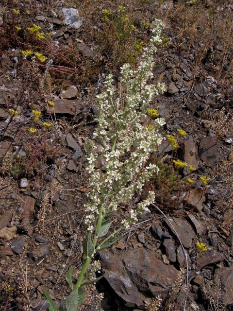 Divizna knotovkovitá bělokvětá (Verbascum lychnitis subsp. moenchii C. F. Schultz)