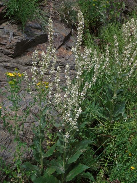 Divizna knotovkovitá bělokvětá (Verbascum lychnitis subsp. moenchii C. F. Schultz)