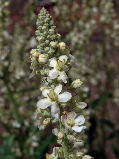 Divizna knotovkovitá bělokvětá (Verbascum lychnitis subsp. moenchii C. F. Schultz)