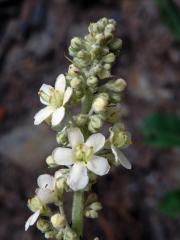 Divizna knotovkovitá bělokvětá (Verbascum lychnitis subsp. moenchii C. F. Schultz)
