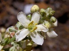 Divizna knotovkovitá bělokvětá (Verbascum lychnitis subsp. moenchii C. F. Schultz)