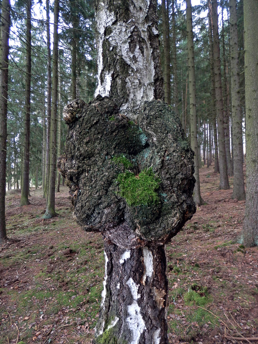 Nádor na bříze bělokoré (Betula pendula Roth) (38)