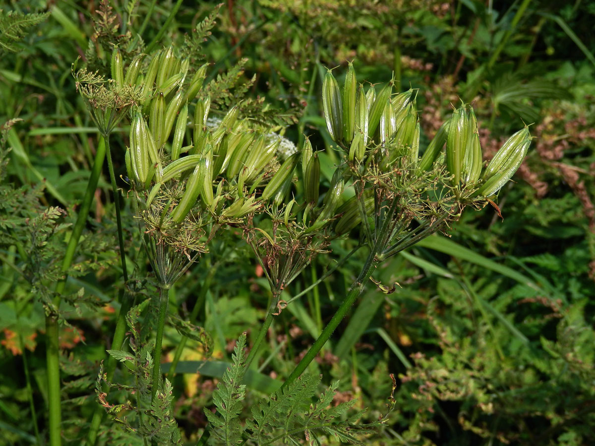 Čechřice vonná (Myrrhis odorata (L.) Scop.)