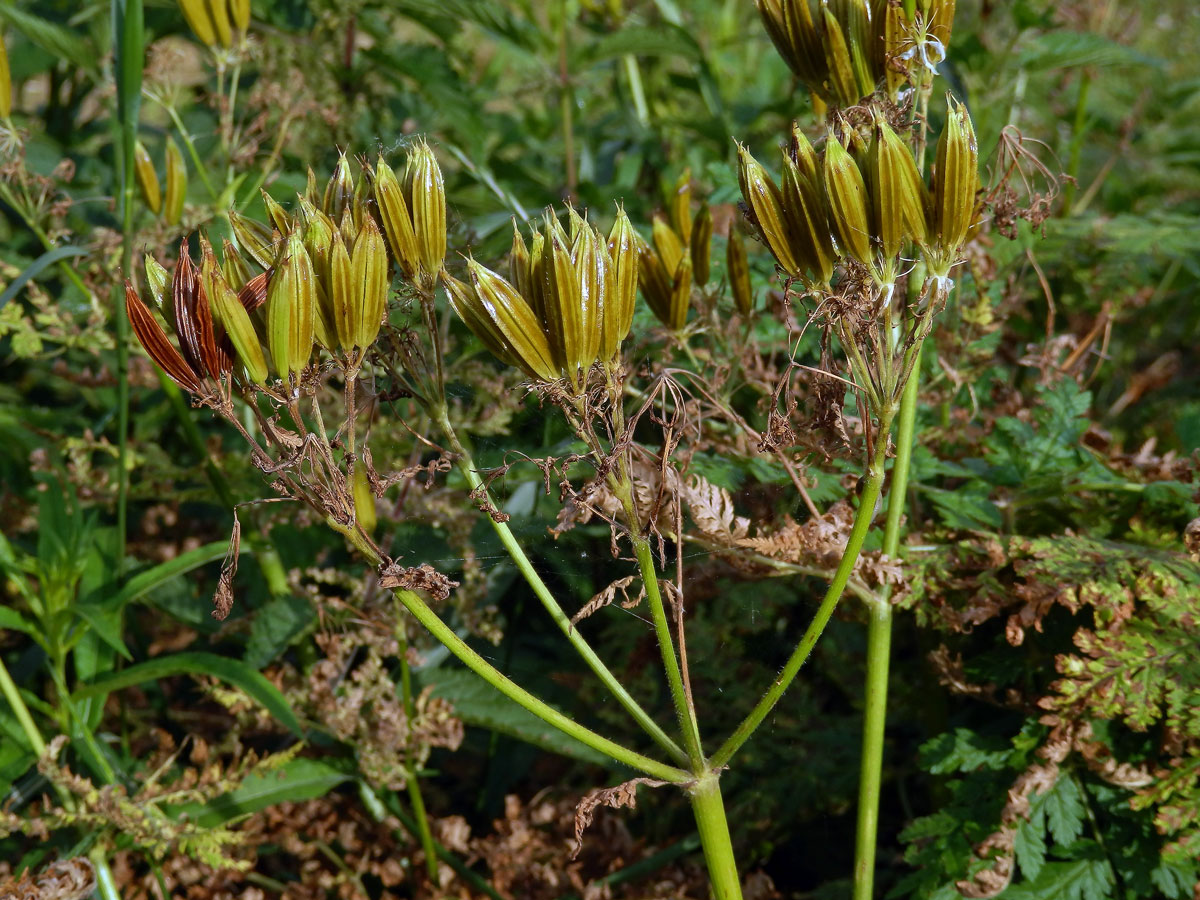 Čechřice vonná (Myrrhis odorata (L.) Scop.)