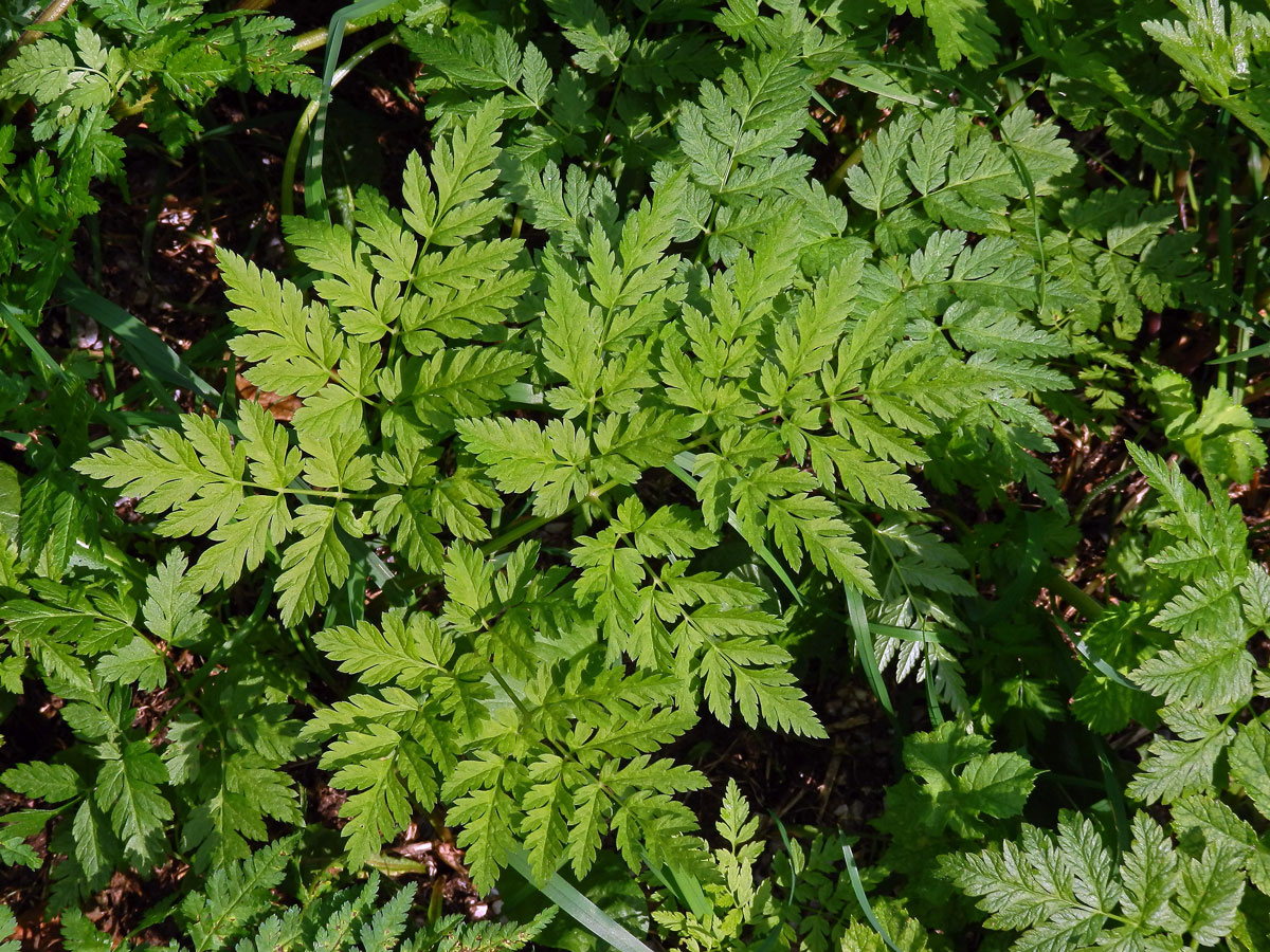 Čechřice vonná (Myrrhis odorata (L.) Scop.)