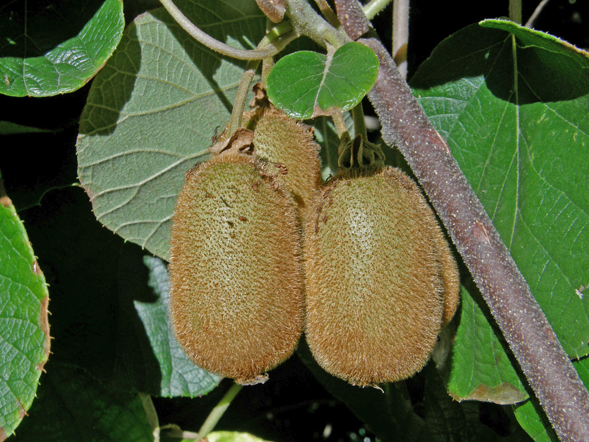 Aktinidie lahodná (Actinidia deliciosa (A. Chev.) C. F. Liang & A. R. Ferguson)