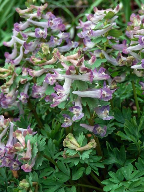 Dymnivka plná (Corydalis solida (L.) Clairv.)