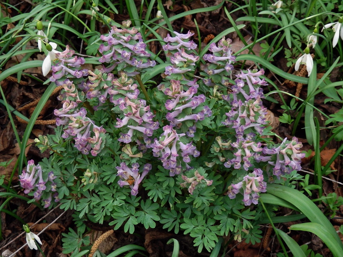 Dymnivka plná (Corydalis solida (L.) Clairv.)