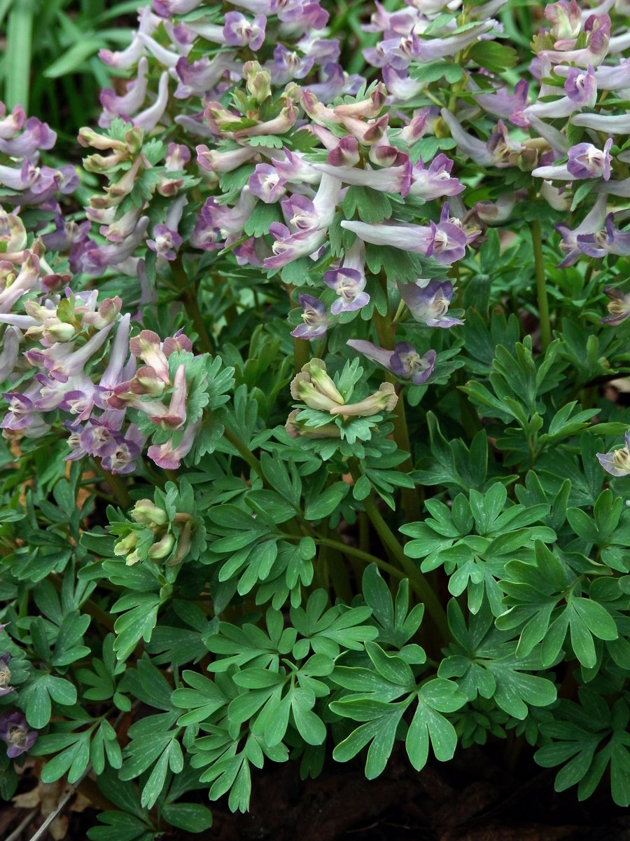 Dymnivka plná (Corydalis solida (L.) Clairv.)