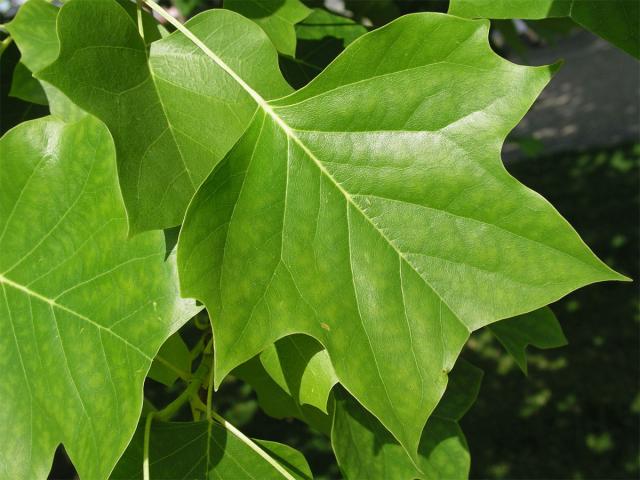 Liliovník tulipánokvětý (Liliodendron tulipifera L.)