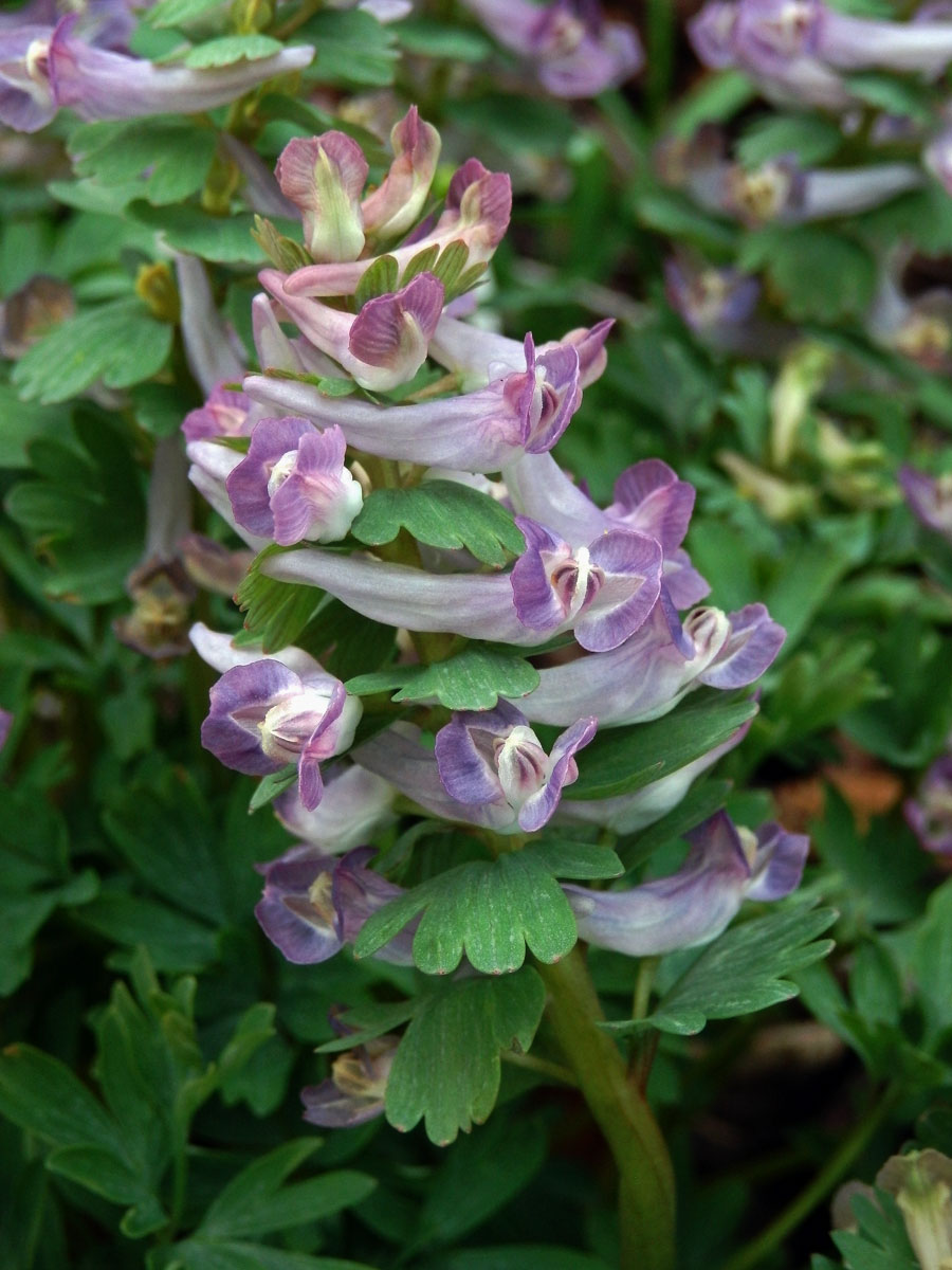 Dymnivka plná (Corydalis solida (L.) Clairv.)