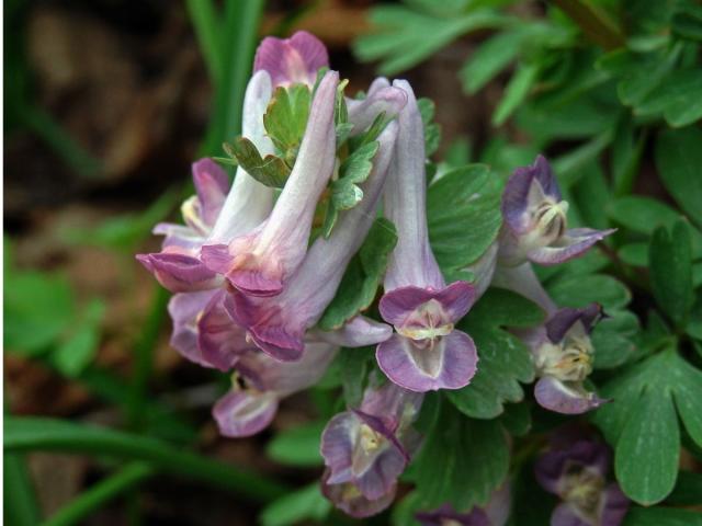 Dymnivka plná (Corydalis solida (L.) Clairv.)