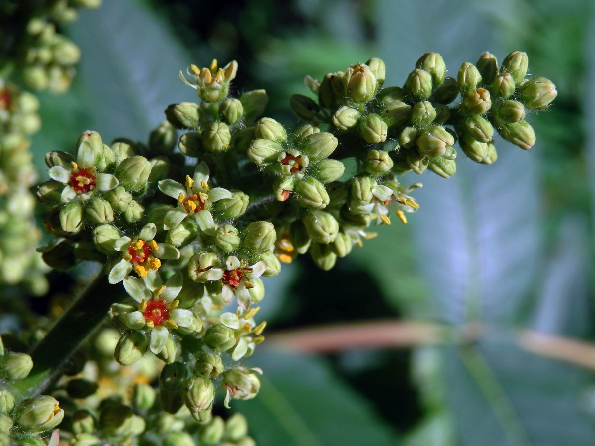 Škumpa orobincová (Rhus hirta  (L.) Sudw.)