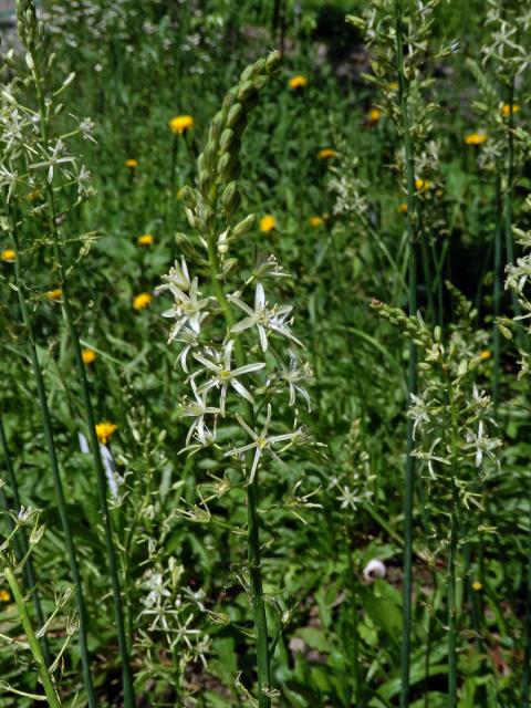 Snědek pyrenejský (Ornithogalum pyrenaicum L.)